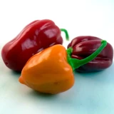 Chilipepper